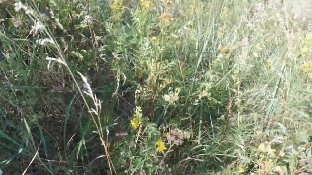 В чем же секрет успеха???? смотреть онлайн