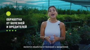 Как ухаживать за лапчаткой? Как правильно ухаживать за лапчаткой на вашем участке?