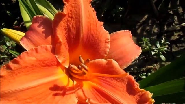 Вотермилон Мун Лилейник смотреть онлайн