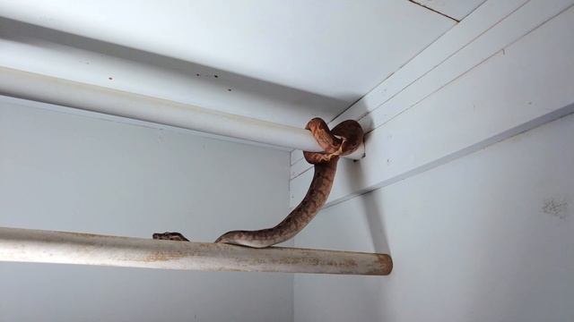 My Boas practicing to be Green Tree Pythons, hanging out смотреть онлайн