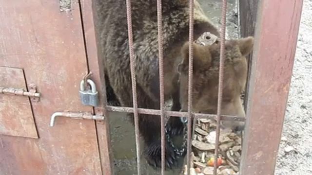 Единственный в Марий Эл домашний медведь Маша, которая вообще не ест мяса смотреть онлайн