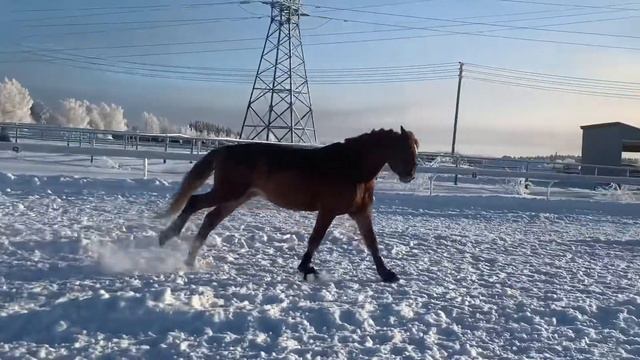 коноблог||лошадь на свободе смотреть онлайн