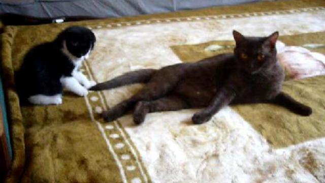 Котик скоттиш - фолд играется с хвостом смотреть онлайн