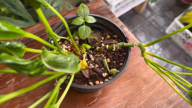 พลูห่อทรัพย์ Epipremnum Aureum Shangri la ไม้มงคลเรียกทรัพน์ ไม้มงคลสายมู อิพิแชงกรีล่า смотреть онлайн