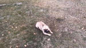 Порода французский бульдог!Дрессировка французского бульдога