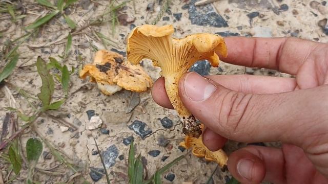 Cantharellus cibarius,( en euskera,zizaori)explicacion rapida смотреть онлайн