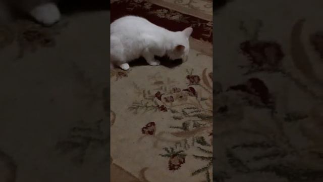 Страшная смерть мышки смотреть онлайн