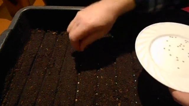 Посев томатов без всяких танцев и примочек. смотреть онлайн