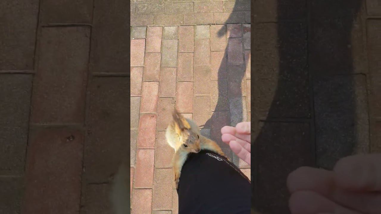 #белки #живоеобщение #мирвокруг смотреть онлайн