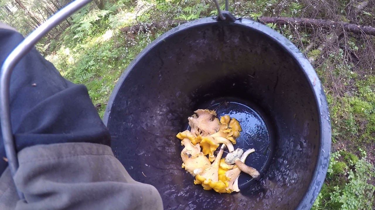 Удачно за белыми грибами .И к фото-ловушке по пути. 16 Августа 2021