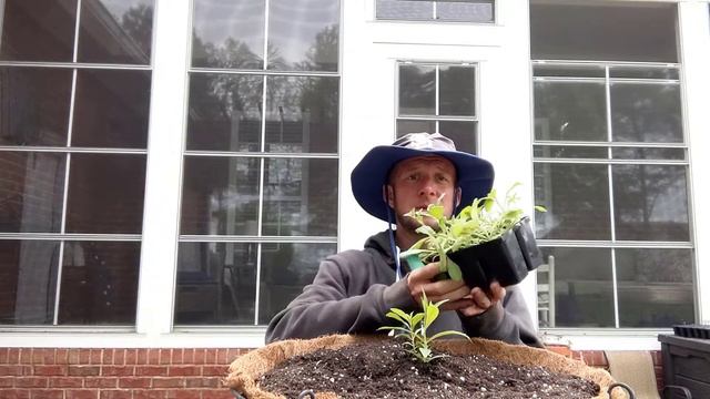 Hanging basket ideas | Hanging basket flowers | Hanging basket plants | How to make a hanging baske смотреть онлайн