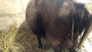 Окот козы от и до