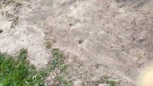 Обзор сорта томата для ог Карлик нос