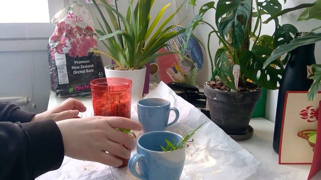 Few Orchids I almost Threw Away - Saving Some Laelia Seedlings смотреть онлайн