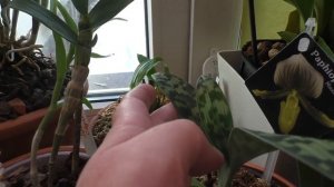 Орхидея с ароматом Ванили. Oncidium Twinkle 'White Fantasy'.