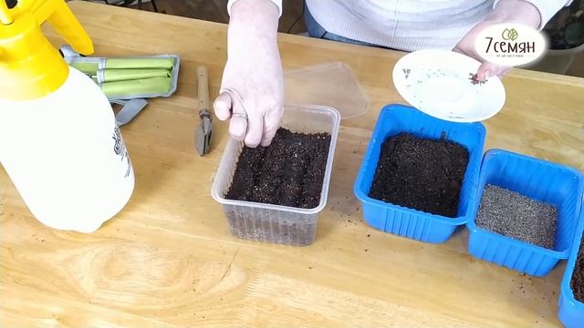 ПРАВИЛЬНАЯ ПОСАДКА ТОМАТОВ НА РАССАДУ - ЗАЛОГ БОЛЬШОГО УРОЖАЯ!!! / 7 семян смотреть онлайн