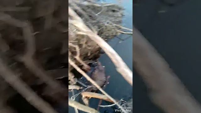 Охота на бобра капканами смотреть онлайн