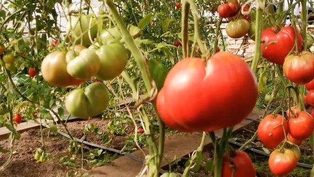 Ничего хорошего из Семян от МАЛЬЧИКОВ не вырастет! Собирайте семена ТОЛЬКО С Девочек Арбуза, Томат смотреть онлайн