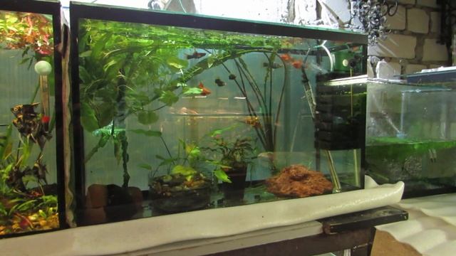 Что нового на разводне. Колхозные новости) смотреть онлайн