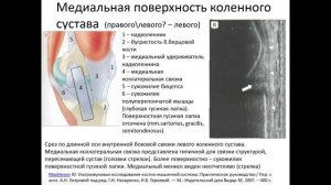 Ультразвуковая анатомия коленного сустава