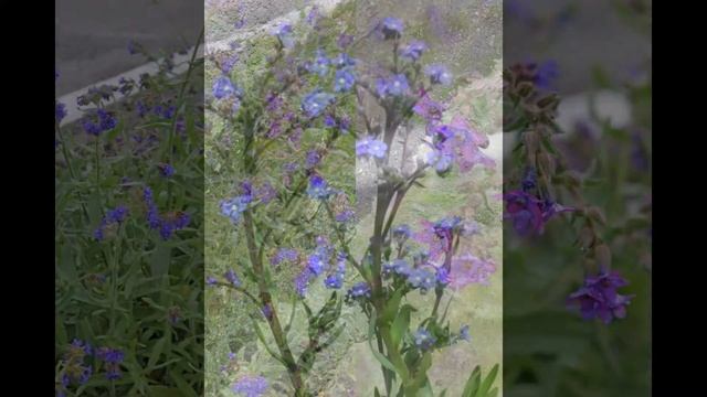 АНХУЗА,  или  ВОЛОВИК  (ANCHUSA)  сем. Бурачниковые