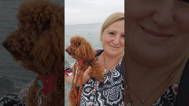 А мы с Нептуном на море ? питомник чихуахуа и той-пудель Кастропуло Крым ? смотреть онлайн