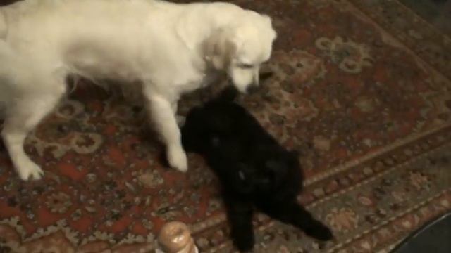 Пирка и Лелька смотреть онлайн