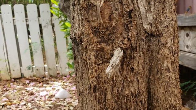 My Jacaranda and Tree Girdling смотреть онлайн
