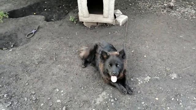 Мылыш-хороший пёсик. смотреть онлайн