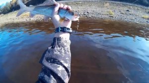 Рыбалка в Котласе (Хариус на блесну)