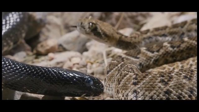 The Kingsnake eat to other snake | wild animal смотреть онлайн