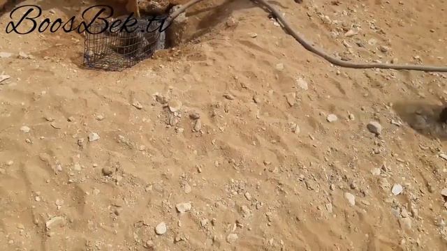 Израилда чия бури ушланди смотреть онлайн