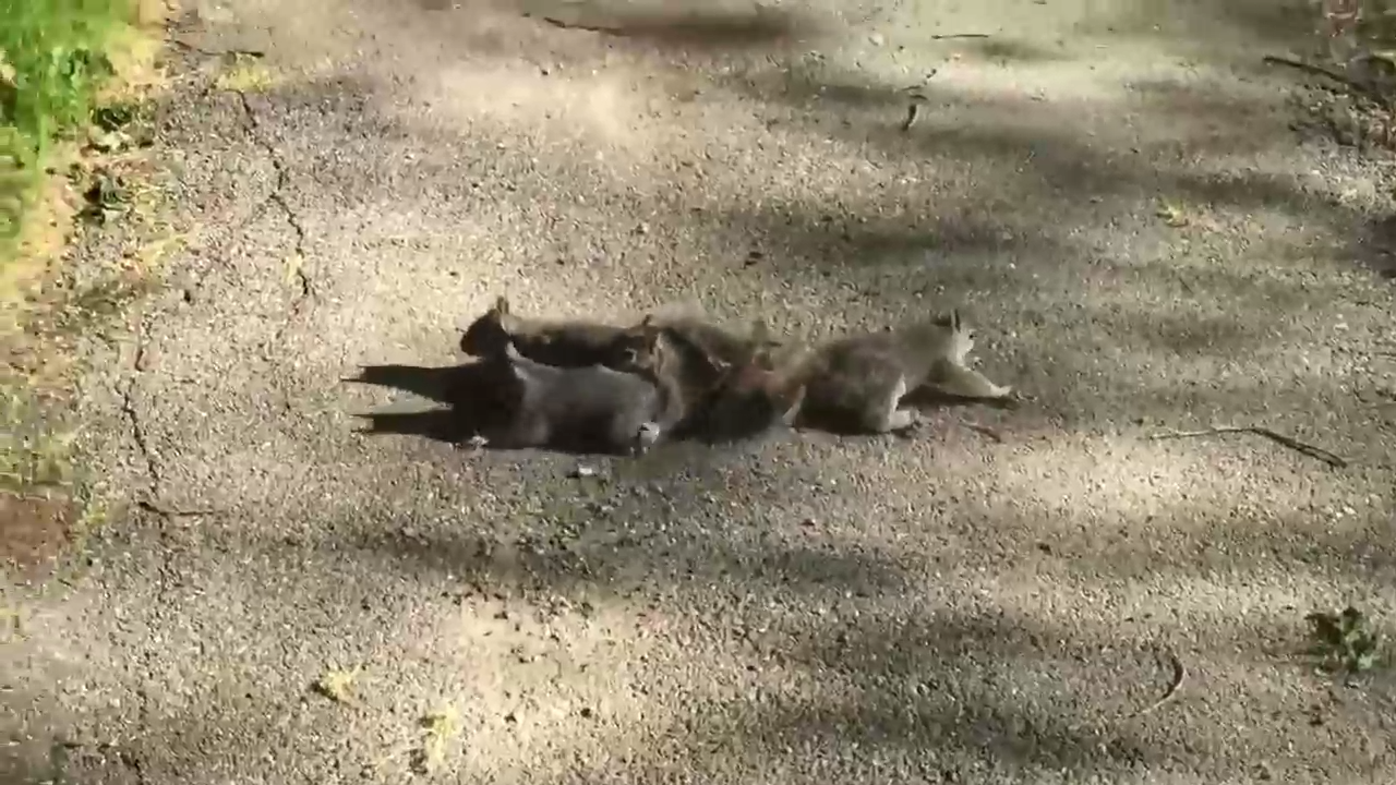 Беличий баг смотреть онлайн