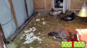 Чем кормить индоуток. Правильное кормление Гарантия 100% вывода утят!!!