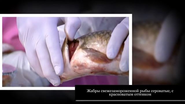 Как выбрать свежую рыбу и не нарваться на недоброкачественный улов смотреть онлайн
