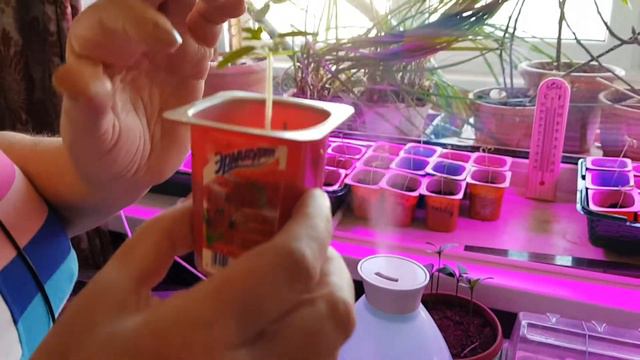 РАССАДА ТОМАТОВ. ЧЕРЕЗ 2 НЕДЕЛИ смотреть онлайн