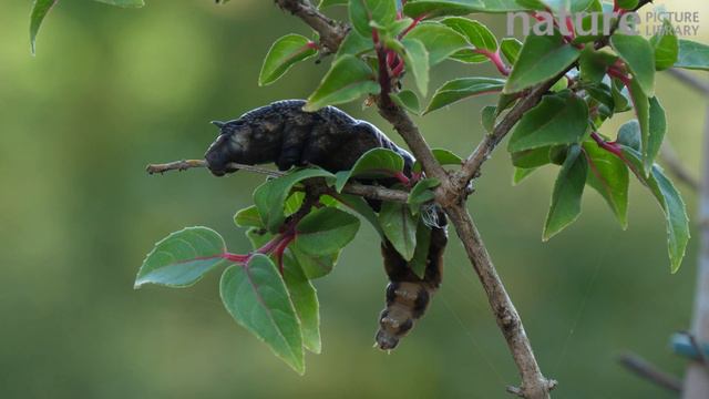Elephant hawk-moth caterpillar climbing down a Fuchsia plant, Carmarthenshire, Wales, UK, September смотреть онлайн