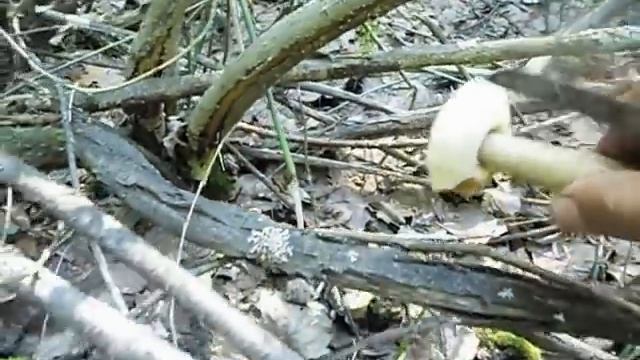 С лукошком за грибочком смотреть онлайн