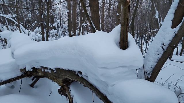 Снег в лесу. смотреть онлайн