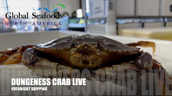 Exclusive Look: The Live Dungeness Crab Shipping Process Revealed - Global Seafoods Fish Market