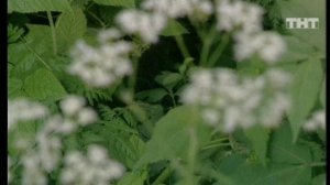 Дом-2. Жара, 41 выпуск