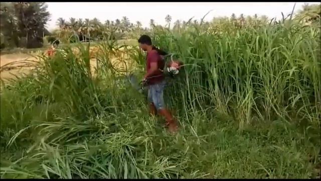 52cc BACK PACK BRUSH CUTTER (VARSHA)/9344337456,7305137456 смотреть онлайн