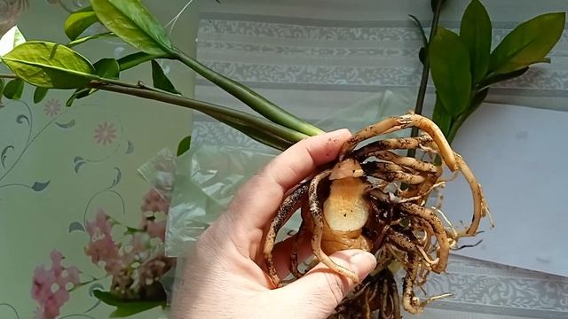 ЗАМИОКУЛЬКАС КАК СПАСТИ ЕСЛИ ЗАГНИЛ КОРЕНЬ смотреть онлайн