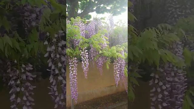 JAPAN'S FUJI NO HANA ( Wisteria flowers) смотреть онлайн