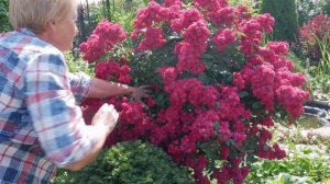 Штамбовая роза. Что обязательно знать выращивая розы на штамбе.