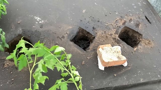 КУПИЛА ЗАБРОШЕННУЮ ДАЧЕ/ВЫСАЖИВАЮ ТОМАТЫ В ТЕПЛЫЕ, ВЫСОКИЕ ГРЯДКИ/ВЯЛАЯ РАССАДА ПОМИДОР/ смотреть онлайн