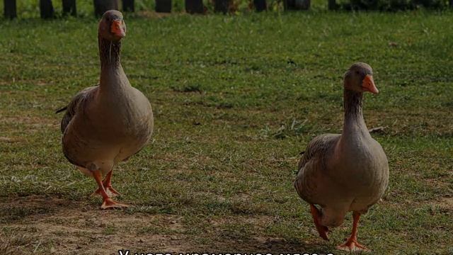 Породы гусей для домашнего разведения смотреть онлайн