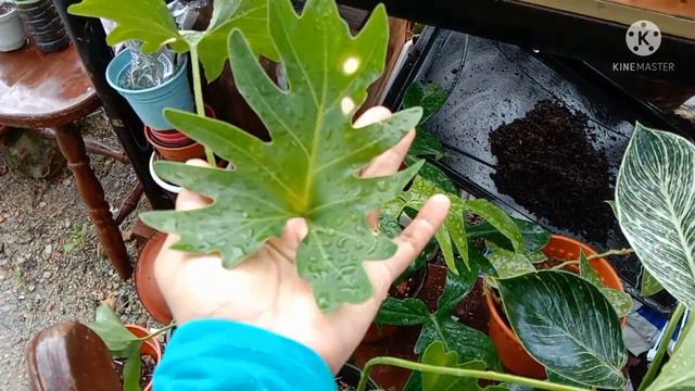 unboxing monstera, philodendron, scindapsus смотреть онлайн