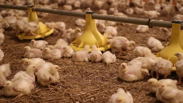 Автокормушки для цыплят бройлера. смотреть онлайн