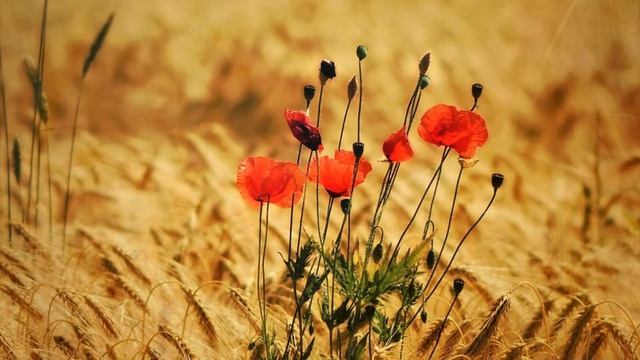 " АНАСТАСИЯ" стихи Анастасия Одесса смотреть онлайн